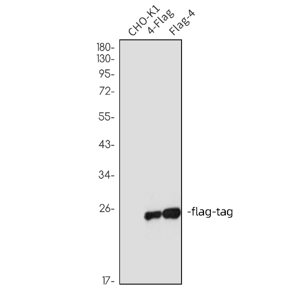 flag Tag Rabbit mAb