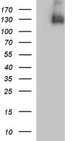 PDGFRB Mouse mAb