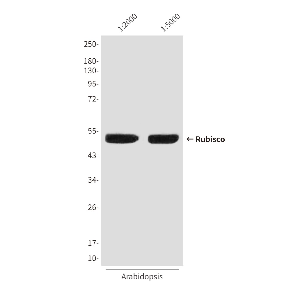 Rubisco (1E3) Mouse mAb