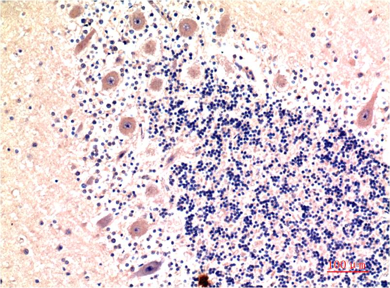 LC3B (8H6) Mouse mAb