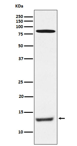 PEN2 Rabbit mAb