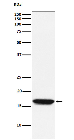 NM23A Rabbit mAb