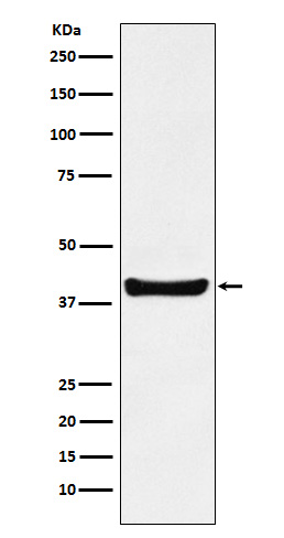 p40 Rabbit mAb