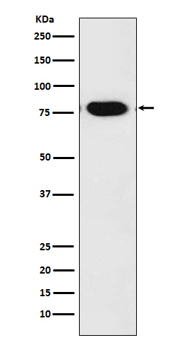 c-Rel  Rabbit mAb