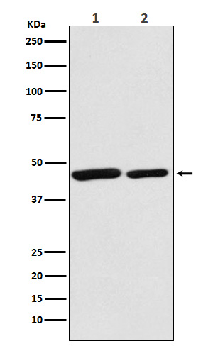 Citrate synthetase Rabbit mAb