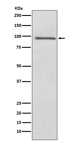 PROX1 Rabbit mAb
