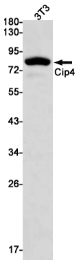 Cip4 Rabbit mAb