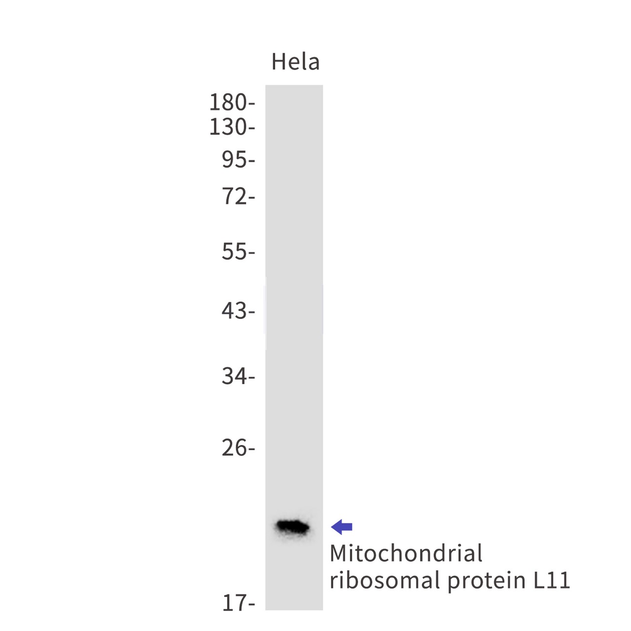 Mitochondrial ribosomal protein L11 Rabbit mAb