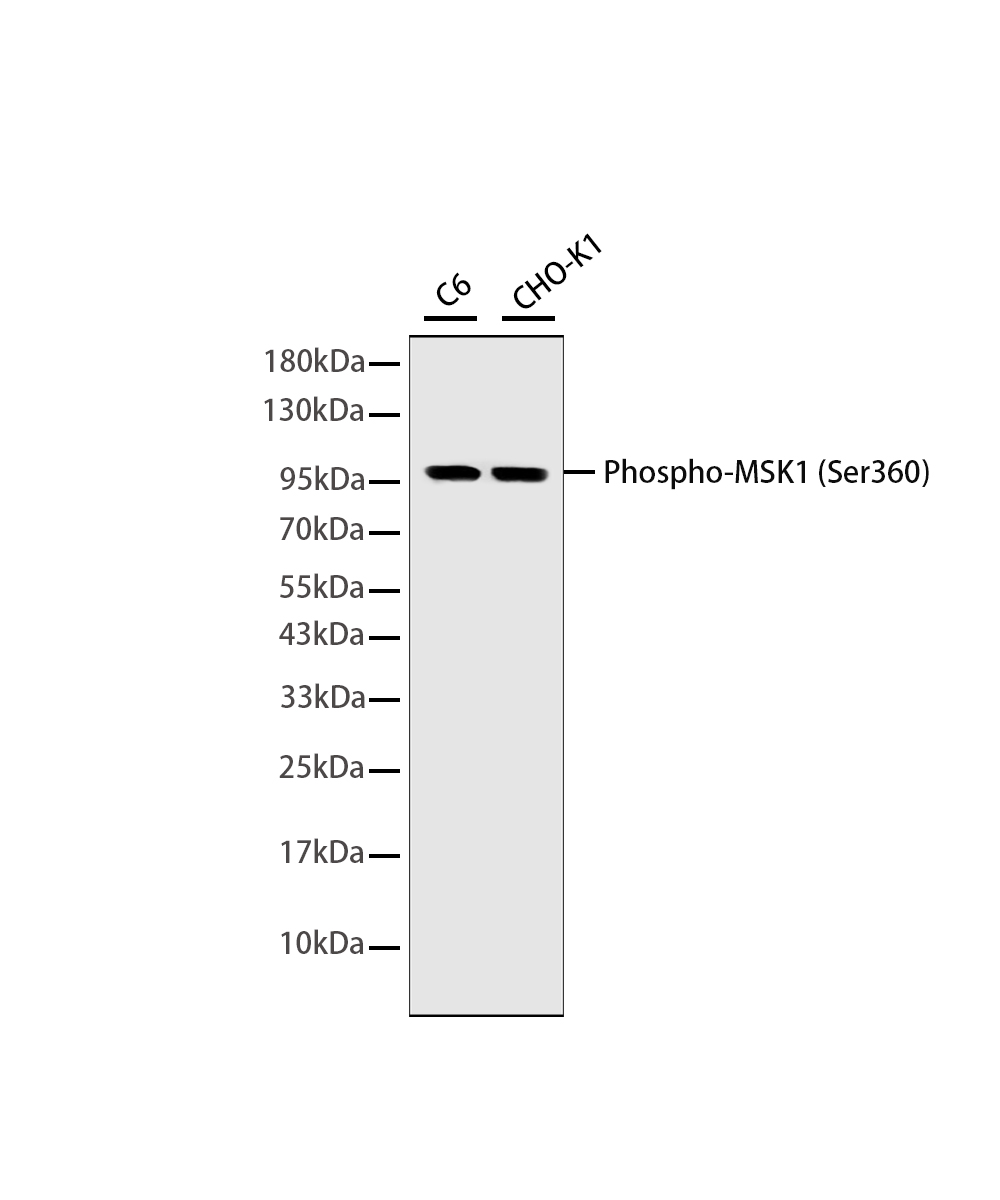 Phospho-MSK1 (Ser360) Rabbit mAb