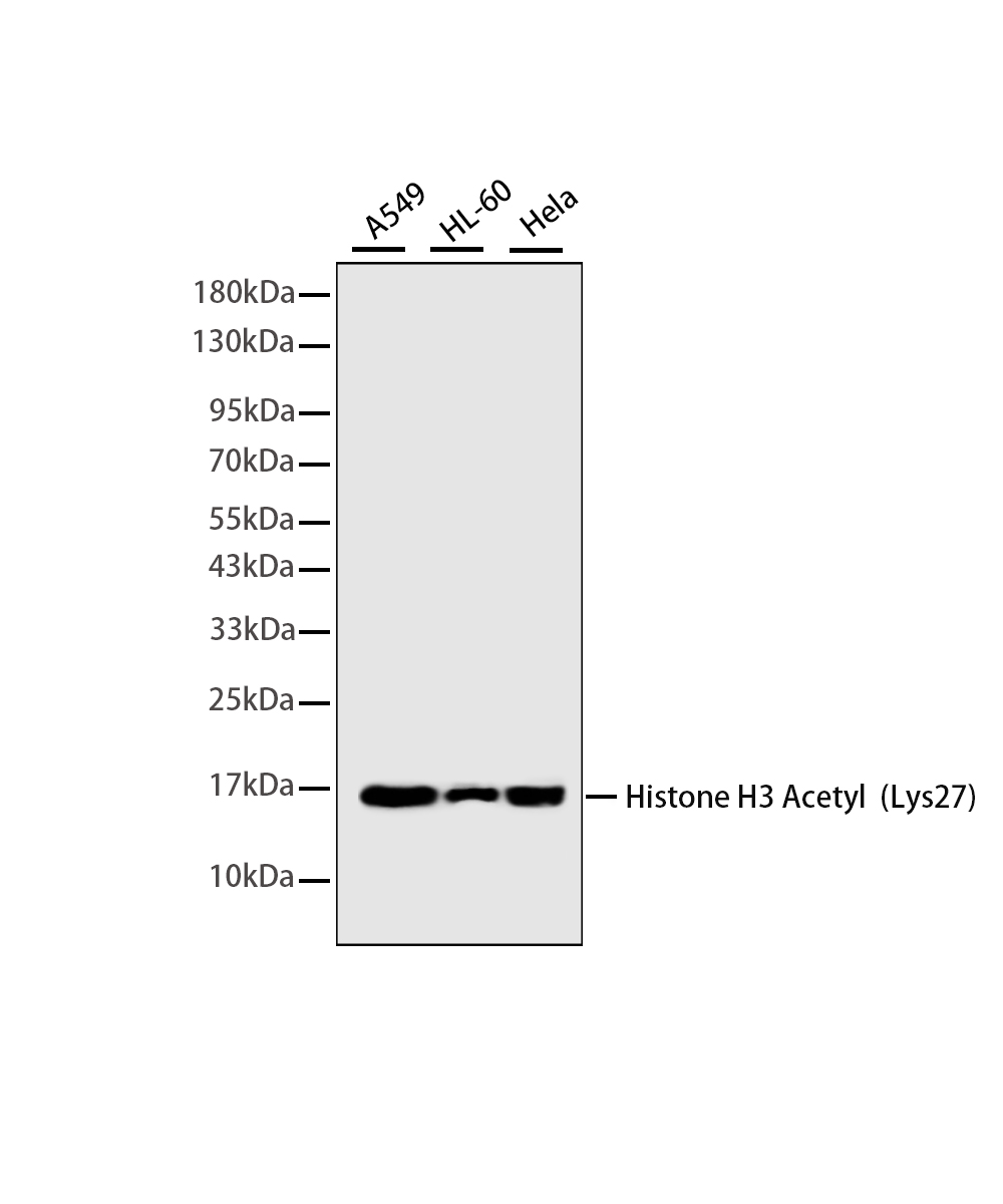Acetyl-Histone H3 (Lys27)Rabbit Monoclonal Antibody