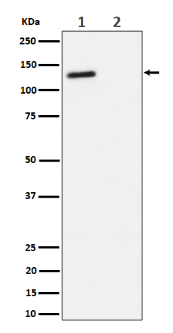 Phospho-p130(T986) Rabbit mAb