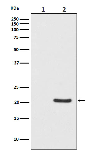 Phospho-Bad (S112) Rabbit mAb