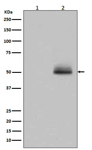 Phospho-GSK3 (alpha + beta)(Y216 + Y279) Rabbit mAb