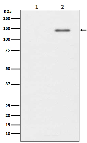 Phospho-SHIP (Y1020) Rabbit mAb