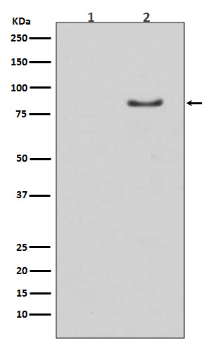 Phospho-HSL (S853) Rabbit mAb