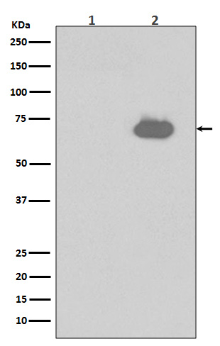 Phospho-SHP2 (Y542) Rabbit mAb