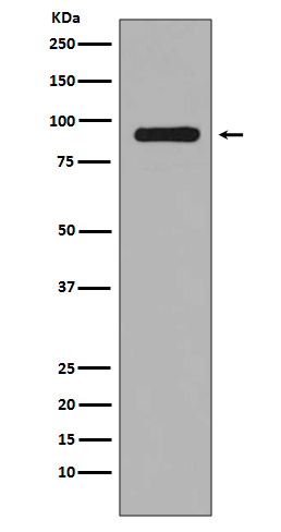 Phospho-RSK1(S380) Rabbit mAb