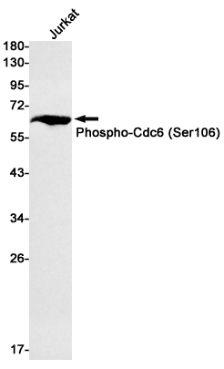 Phospho-Cdc6 (Ser106) Rabbit mAb