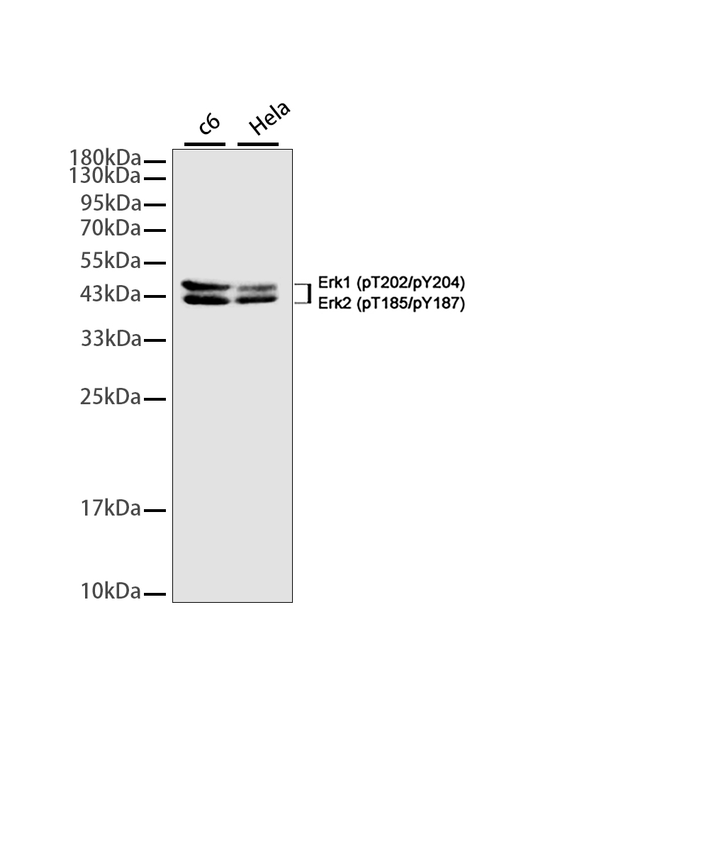 Phospho-ERK1/2 (Thr202/Tyr204)/(Thr185/Tyr187) Rabbit mAb