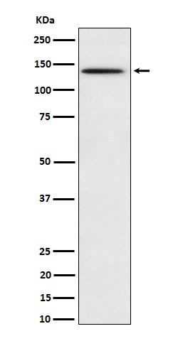 Phospho-BCAR1 (Y410) Rabbit mAb