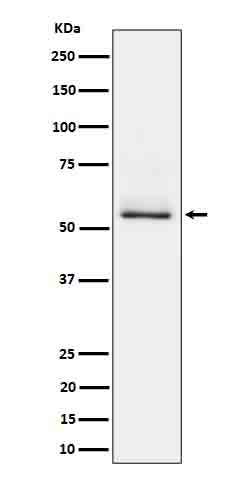 Phospho-Tau (S404) Rabbit mAb