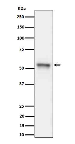 Phospho-Tau (S199) Rabbit mAb