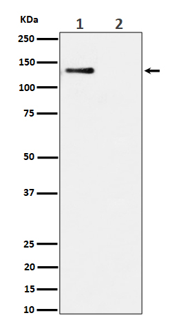 Phospho-MCM2 (S108) Rabbit mAb