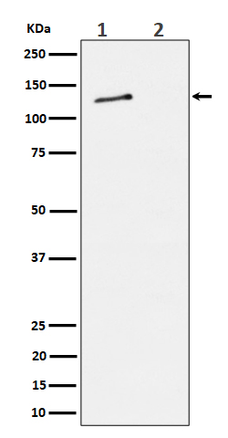 Phospho-MCM2 (S27) Rabbit mAb