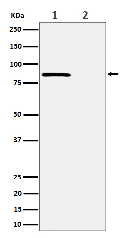 Phospho-Rad17 (S656) Rabbit mAb