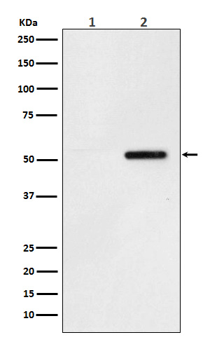Phospho-Tau (S324) Rabbit mAb