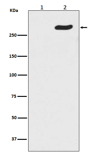 Phospho-POLR2A (S5) Rabbit mAb