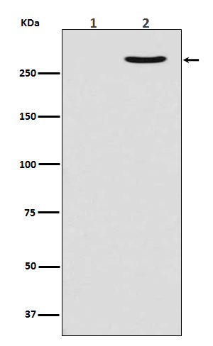 Phospho-POLR2A (S2) Rabbit mAb