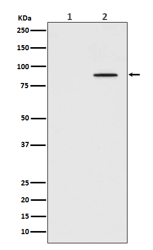 Phospho-STAT3 (Y705) Rabbit mAb
