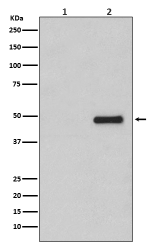 Phospho-CDC37 (S13) Rabbit mAb