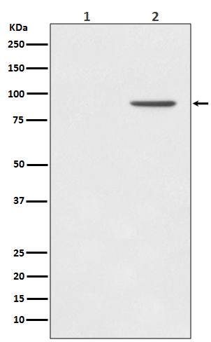 Phospho-STAT1 (Y701) Rabbit mAb