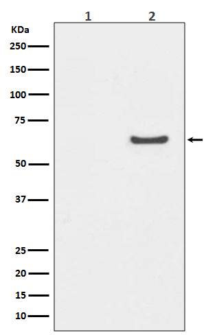 Phospho-AKT1 (S129) Rabbit mAb