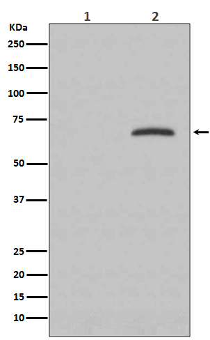 Phospho-Paxillin (Y118) Rabbit mAb