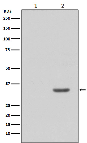 Phospho-CDK2 (Y15) Rabbit mAb