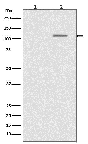 Phospho-SIRT1 (S47) Rabbit mAb