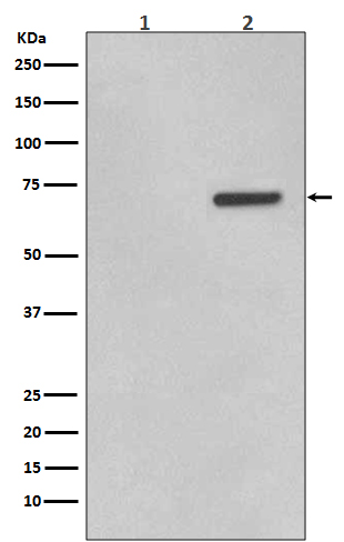 Phospho-ATF2 (T71) Rabbit mAb