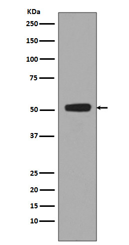 Phospho-p53 (S376) Rabbit mAb