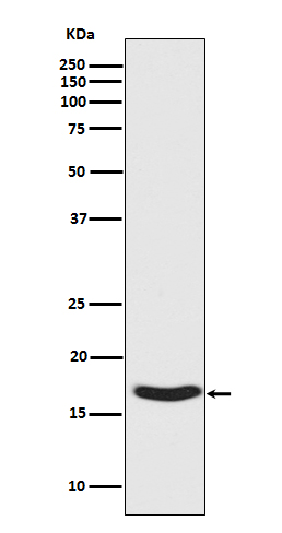 Phospho-alpha Synuclein (S129) Rabbit mAb