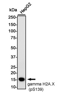 Phospho-Histone H2A.X (Ser139) Rabbit mAb