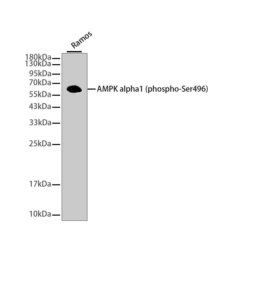 Phospho-AMPK alpha 1 (Ser496) Rabbit mAb