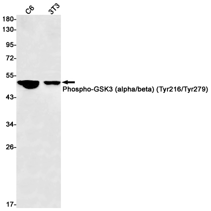 Phospho-GSK3 (Tyr216/Tyr279) Rabbit mAb