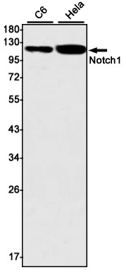 Notch1 Rabbit mAb