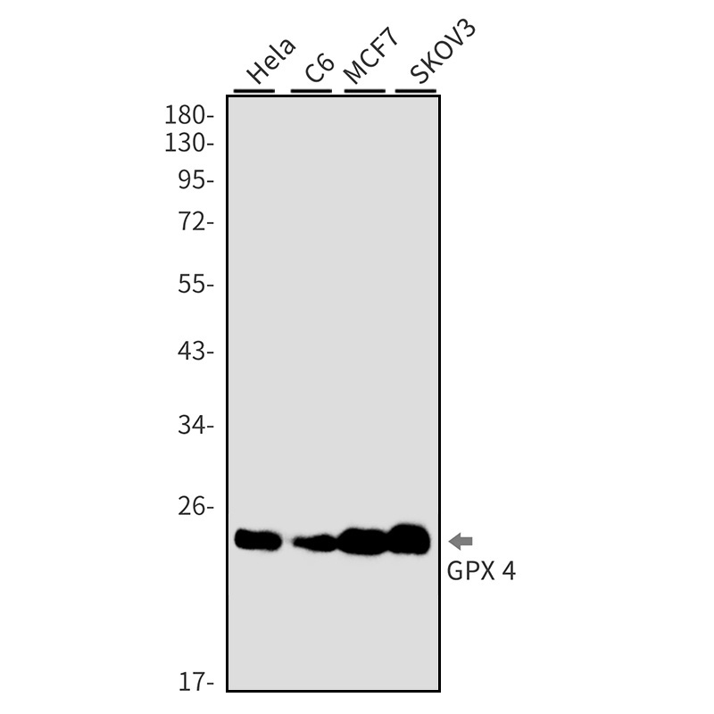 Glutathione Peroxidase 4 Rabbit mAb