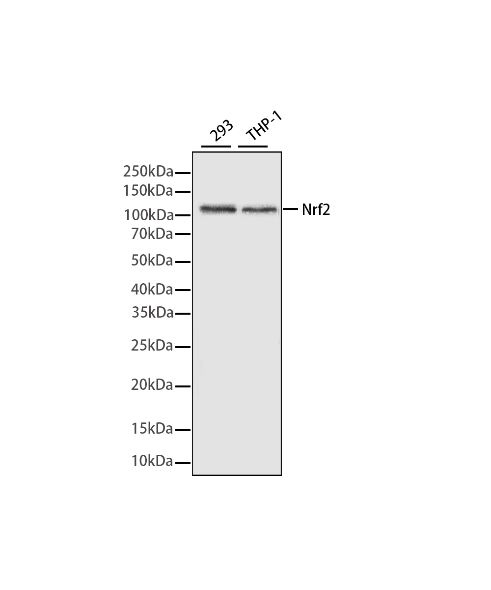 NRF2 Rabbit mAb