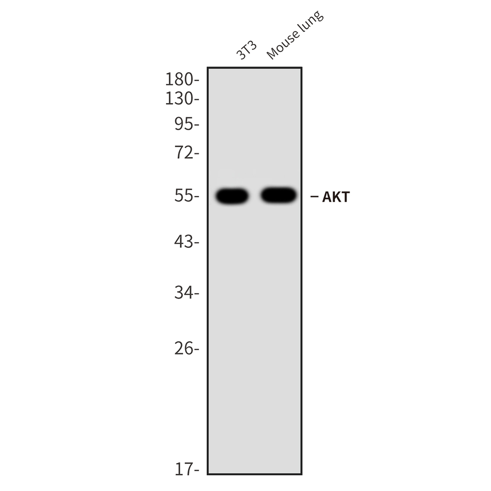 AKT Rabbit mAb
