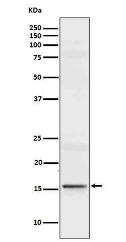 IL9 Rabbit mAb